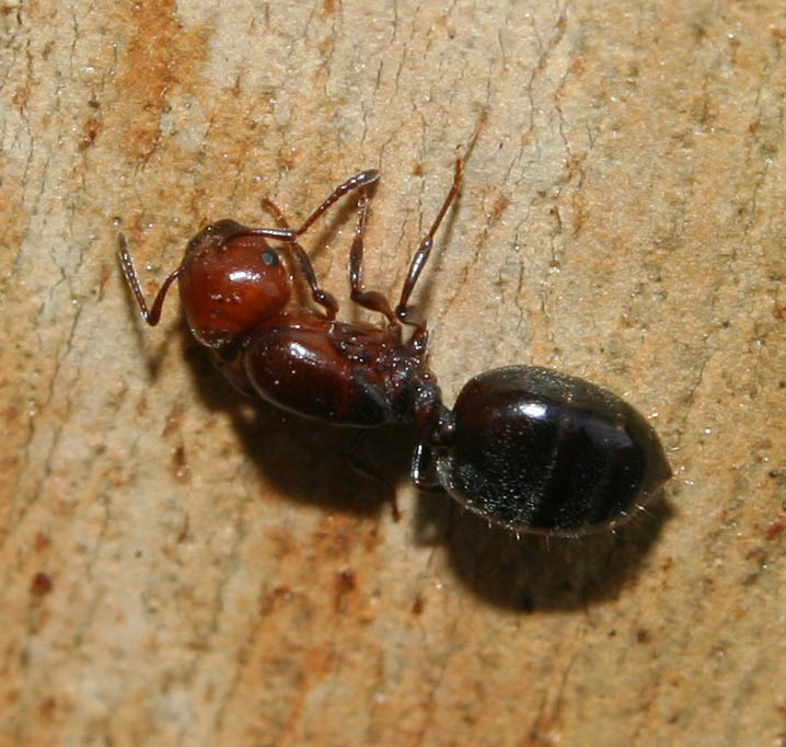 Crematogaster scutellaris